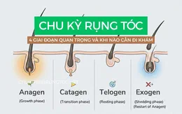 4 Giai đoạn trong chu kỳ rụng tóc mọi chị em nên biết