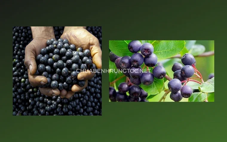 Cùi acai đông khô giàu vitamin E và thành phần dinh dưỡng