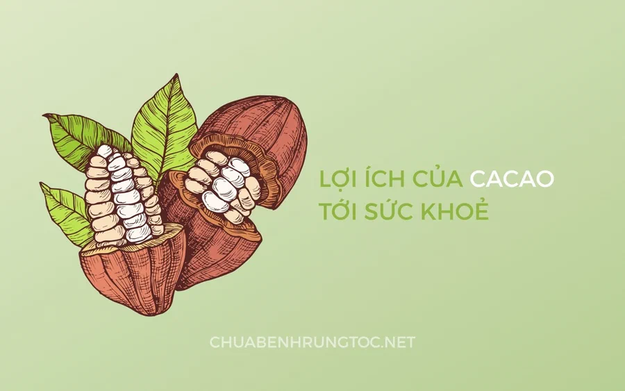 Ca cao là gì? Tổng quan và tác dụng của quả ca cao