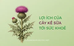 Tác dụng của cây kế sữa với tóc, da đầu và lá gan