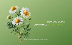 Hoa cúc La Mã (Chamomile) | Tác dụng cho tóc và sức khỏe