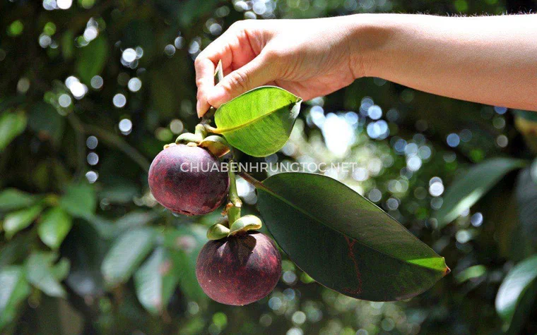 Các món chế biến từ măng cụt như gỏi gà măng cụt xanh và món tráng miệng thanh mát