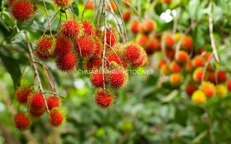 Quả chôm chôm bổ đôi lộ phần thịt trắng mọng nước giàu vitamin C tốt cho tóc và da đầu