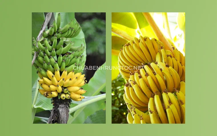 Thành phần dinh dưỡng dồi dào trong quả chuối chín